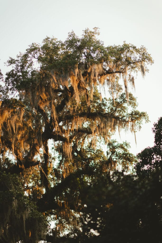 Sunlight filters through a mature oak covered in Spanish moss, highlighting the landscape and romantic Lowcountry atmosphere near the Creek Club at I’On.